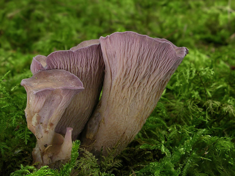 Gomphus_clavatus_best.jpg