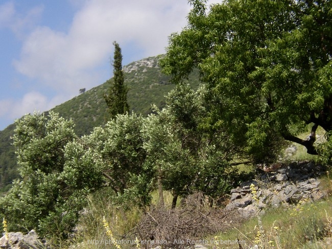 Korcula_Inselvegetation.jpg