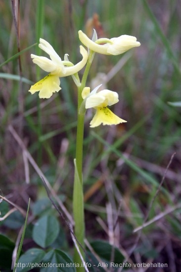 2_G__8.4.08_Orchideen_Nevio_045.jpg