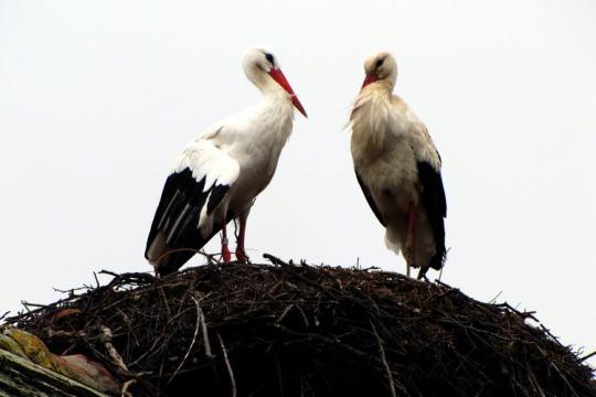 mmund-storch-DW-Vermischtes-Slavonski-Brod.jpg