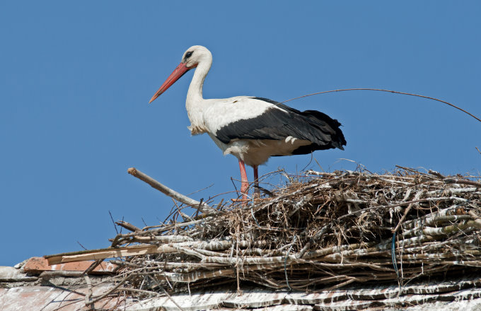 02_storch_ps_sk680.jpg