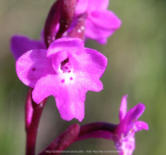 Knaben_Orchidee_Vela_Luka_11.4.08_031.jpg