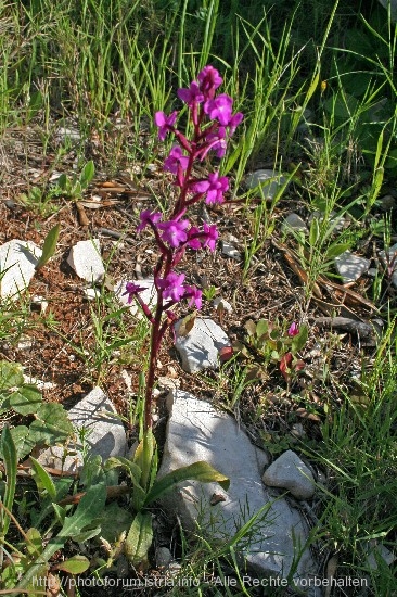 Knaben__OrchideeVela_Luka_11.4.08_024.jpg