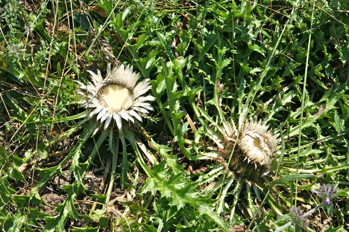 Silberdistel.jpg