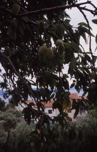 u2005-0517_Gradac-Tankstelle_am_Ortsausgang_Baum_mit_frchten.jpg