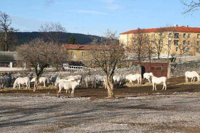 02_Lipica_Hrstovlje_Motovun_017.jpg