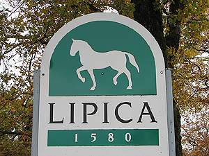 2_lipica.jpg