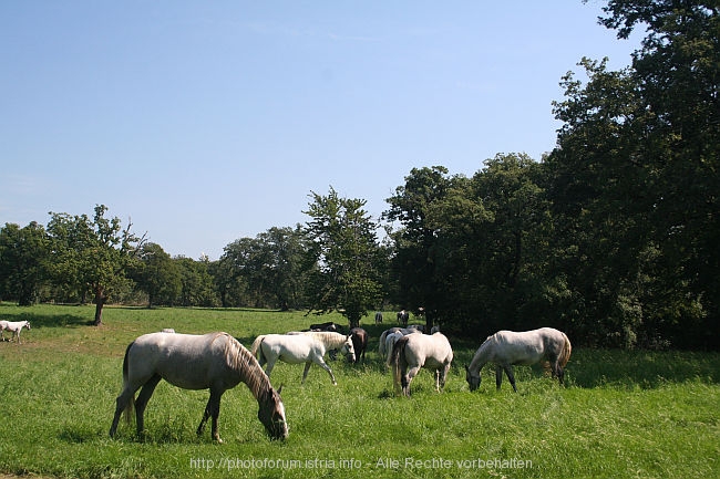 LIPICA_Lipizzaner_IMG_7184.JPG