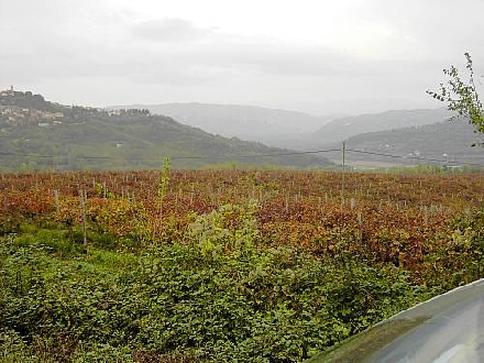 96-motovun-1.jpg