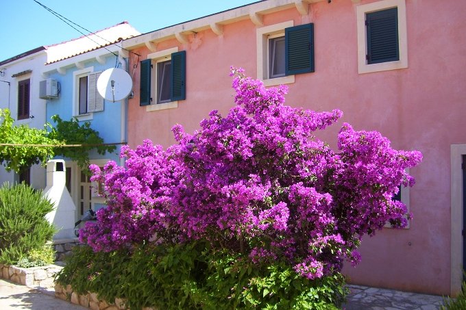 080_Bougainvillea.JPG