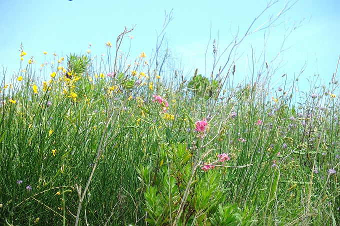 184_Wanderung_Vidova_Gora_Blumenwiese.jpg