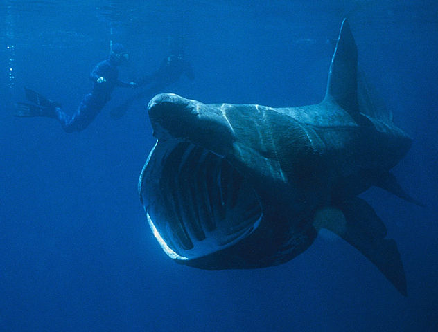 632px-Basking_Shark_1.jpg