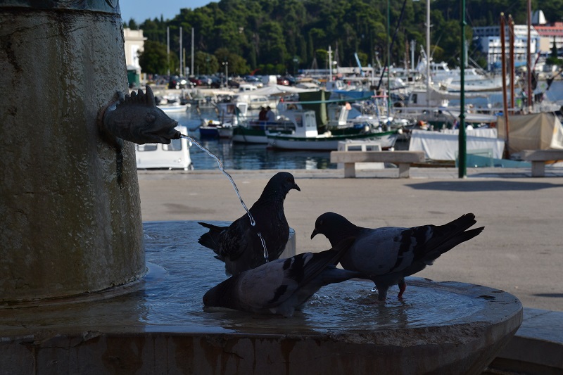 Tauben_in_Rovinj.jpg