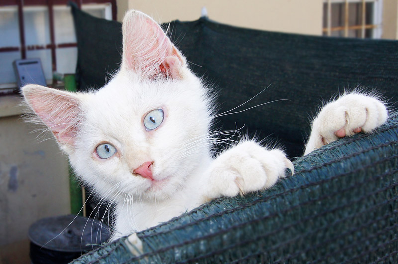 white-cat-e.jpg