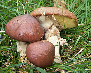 300px-2005-09-12_Suillus_luteus_cropped.jpg