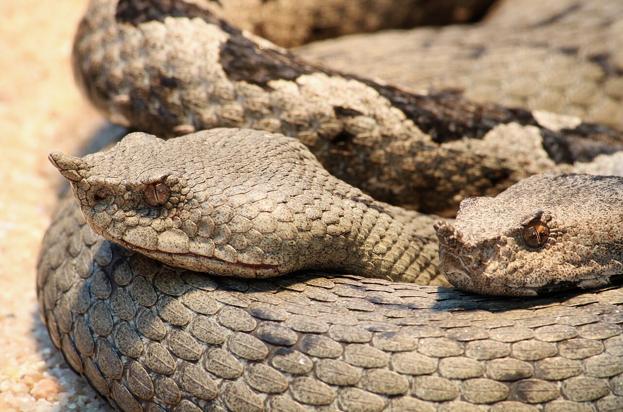1280px-Hornotter_Vipera_ammodytes.jpg